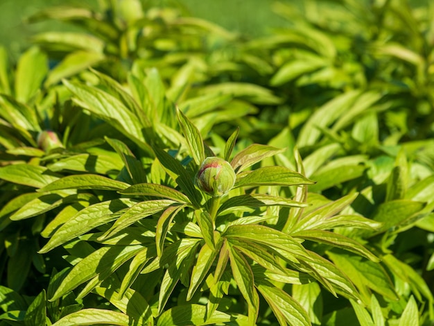 Il bocciolo di una giovane peonia fiorisce nel giardino