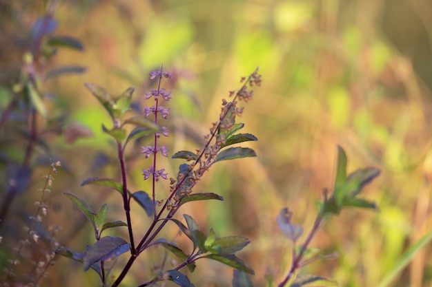 Il bokeh delle foglie dell&#39;albero per il fondo della natura e conserva il concetto verde