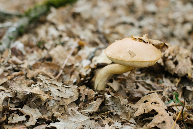 Il boletus del fungo di autunno si sviluppa da sotto le foglie cadute nella foresta