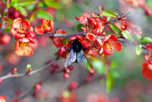 Il bombo impollina l'arbusto di cotogna di fioritura