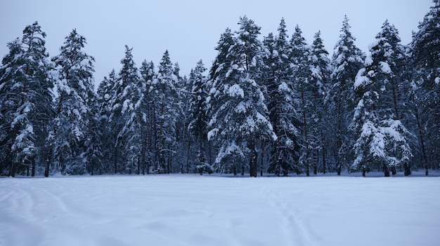 Il bordo della foresta invernale la sera dove gli alberi sono coperti di neve