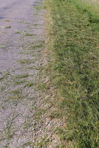 il bordo e la spalla della strada sono in erba tagliata verde