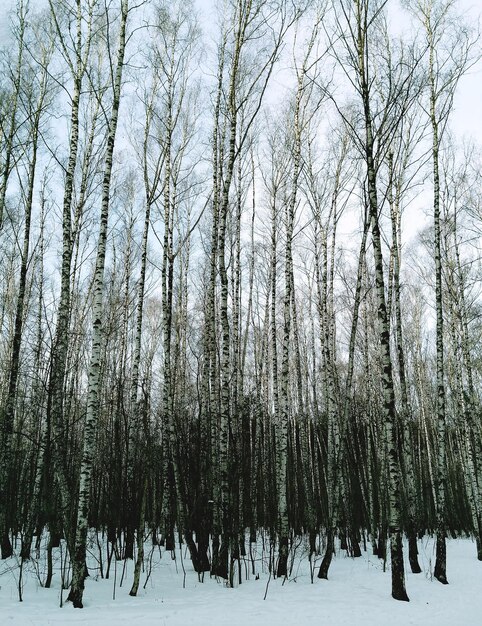 Il boschetto verticale di alberi di betulla abbellisce il fondo