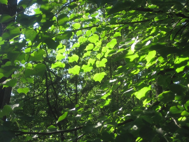 Il bosco di latifoglie con foglie verdi e sole