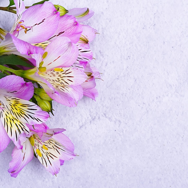 Il bouquet di orchidee è bellissimo, fresco, lilla brillante su fondo chiaro. I fiori sono grandi, succosi, fragranti. Layout per un saluto o un biglietto di auguri.