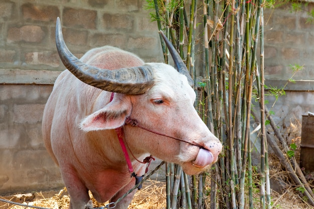 Il bufalo albino