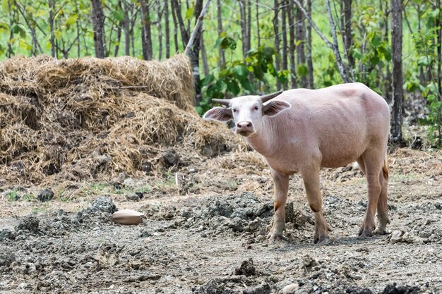 Il bufalo albino