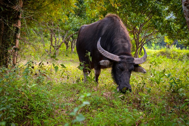 Il bufalo d'acqua Bubalus bubalis