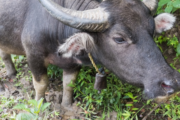 Il bufalo d&#39;acqua nero asiatico sta in un campo