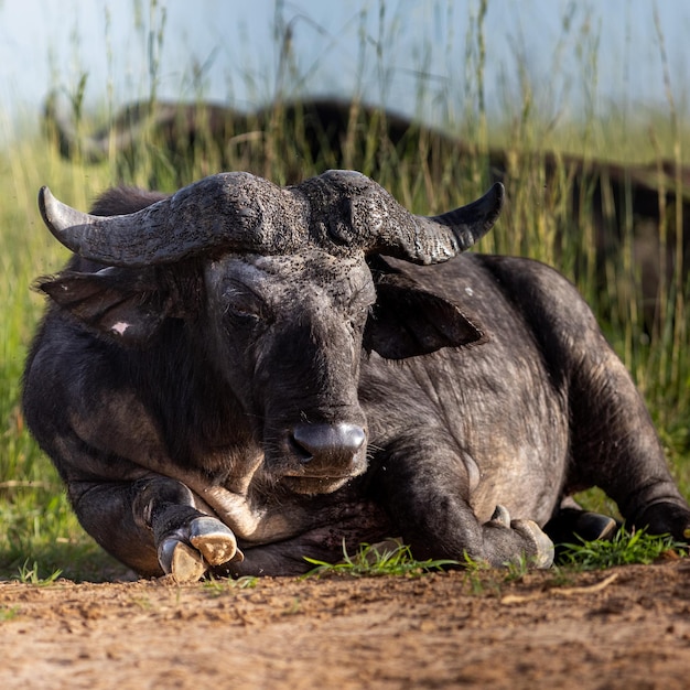 Il bufalo in piedi sul campo