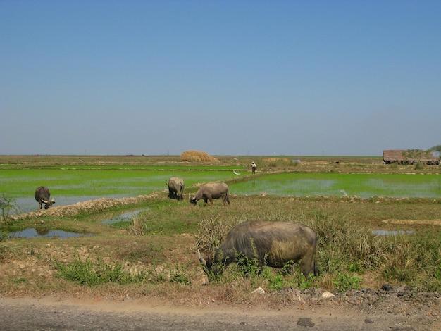 Il bufalo sul campo di riso Myanmar