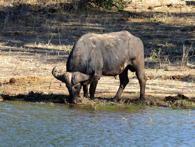 Il bufalo sulla costa del fiume Zambesi Botswana Africa