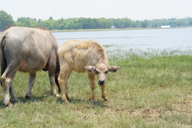 Il bufalo tailandese cammina per mangiare l'erba in un ampio campo