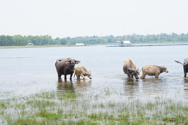 Il bufalo tailandese cammina per mangiare l'erba in un ampio campo