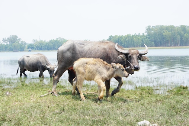 Il bufalo tailandese cammina per mangiare l'erba in un ampio campo