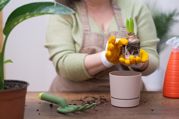 Il bulbo del giacinto del sistema radicale del primo piano si trapianta al nuovo giardiniere del vaso nel rinvaso della pianta d'appartamento del grembiule