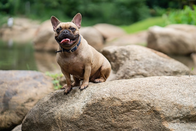 Il bulldog di sguardo sveglio si siede sulle rocce al flusso