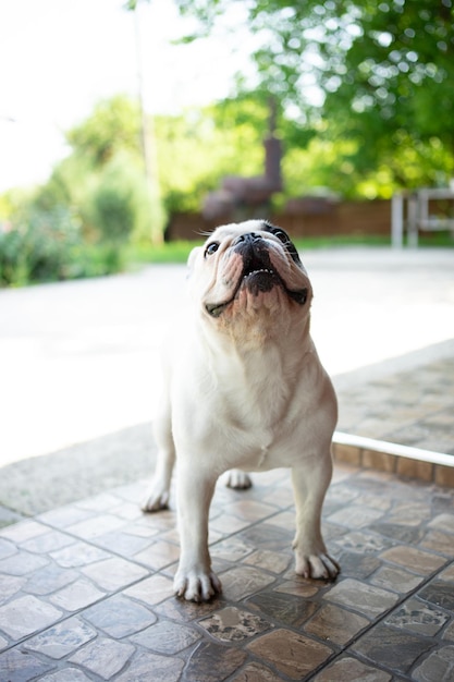 Il Bulldog francese bianco e nero sta guardando nella telecamera