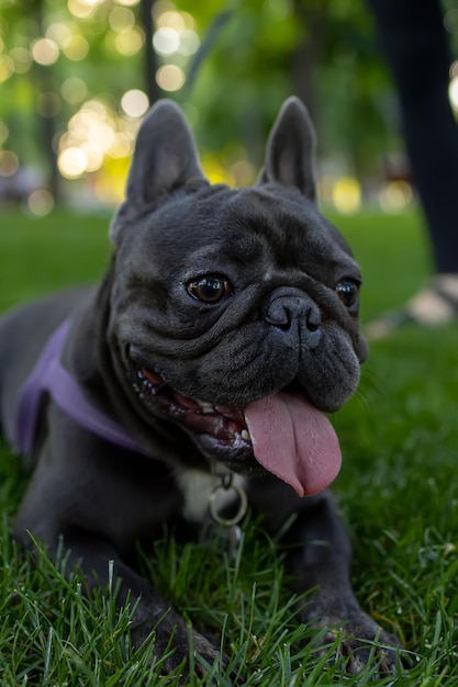 Il bulldog francese del cane nero si sdraiò sul prato del parco e tirò fuori la lingua