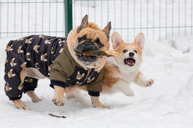 Il bulldog francese è una razza francese di cane da compagnia o di cane giocattolo