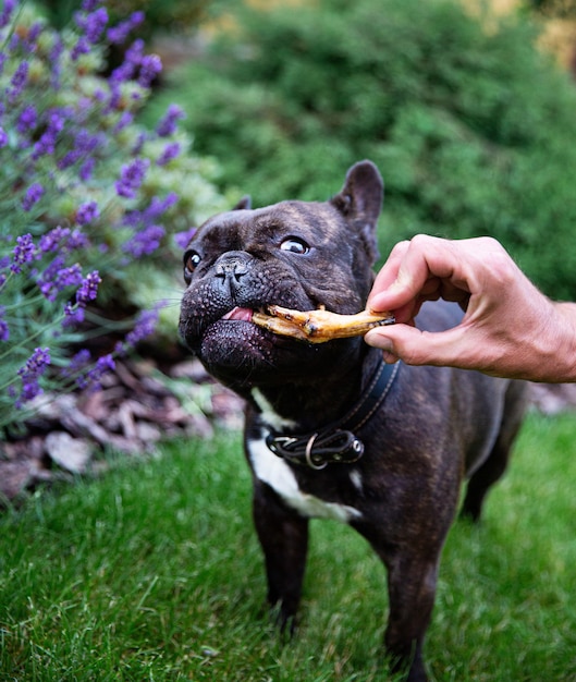 Il bulldog francese nero sull'erba sta mangiando la coscia di pollo secca dalla mano dell'uomo e fiori di levander sullo sfondo. Dolcetti da masticare per cani domestici. Trattamenti dentali naturali per la promozione