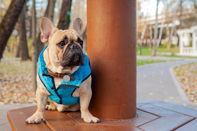 Il bulldog francese si siede su una panchina del parco. Avvicinamento...