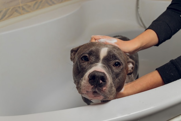 Il bullo americano fa il bagno, il pitbull, la pulizia del cane, il cane bagna il bagno.