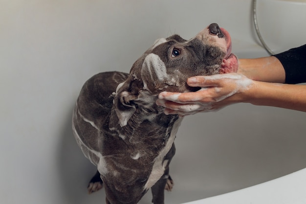 Il bullo americano fa il bagno, il pitbull, la pulizia del cane, il cane bagna il bagno.