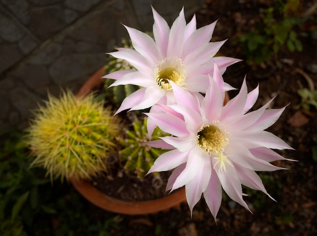 Il cactus Echinopsis sboccia con bellissimi grandi fiori rosa