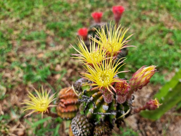 Il cactus Lobivia Shinshowa con bellissimi fiori in giardino