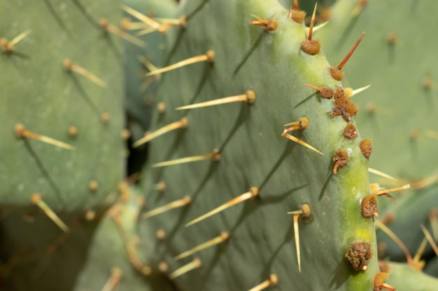 Il cactus verde con le spine si chiude sullo sfondo