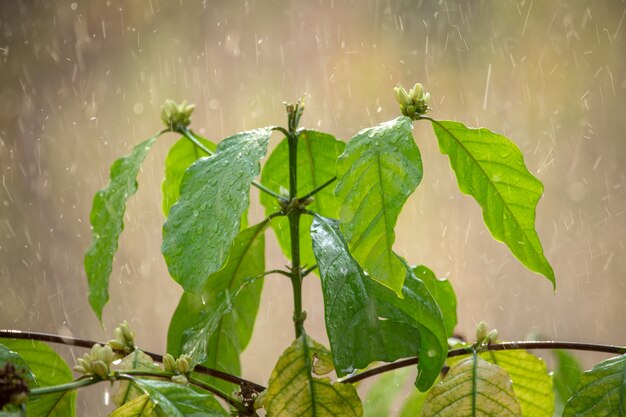 Il caffè lascia sotto la pioggia