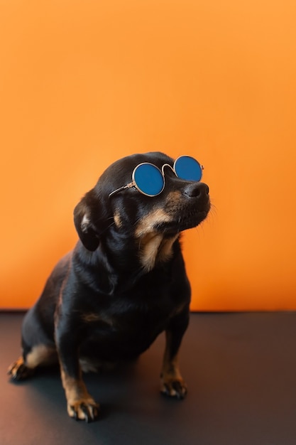 Il cagnolino divertente con gli occhiali