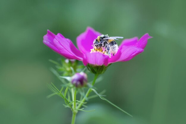 Il calabrone ricoperto di polline impollina il fiore