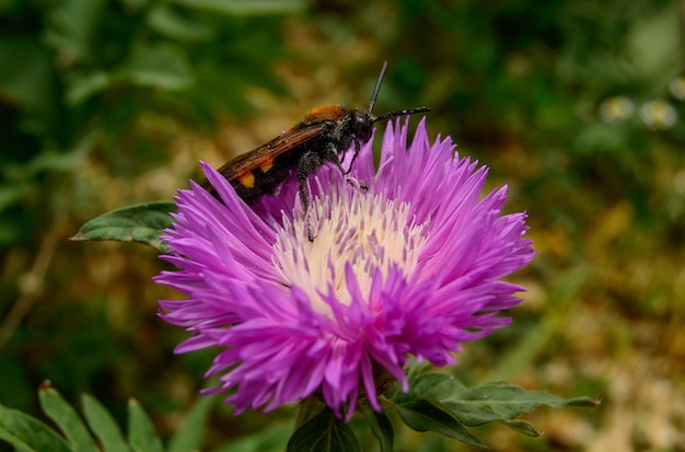 Il calabrone selvatico impollina il fiordaliso rosa - foto ravvicinata.