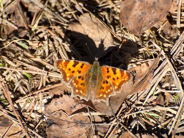 Il calbum Comma Butterfly Polygonia si siede su foglie secche in una mattina di primavera nella regione di Mosca, Russia