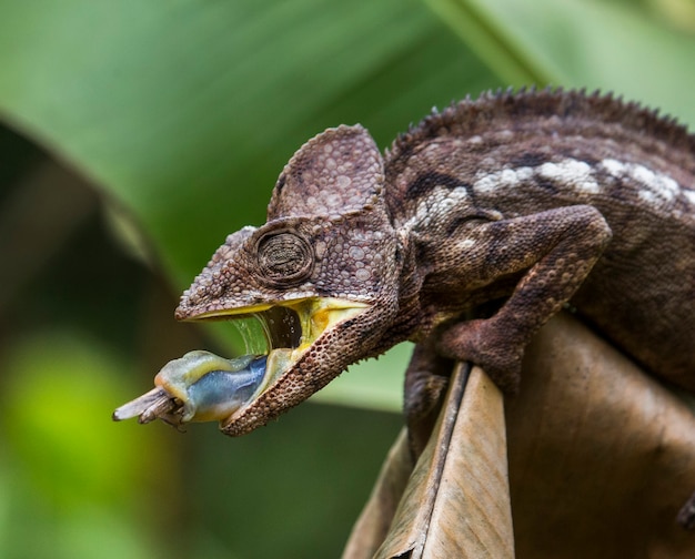 Il camaleonte è a caccia di insetti. Camaleonte dalla lingua lunga. Madagascar.