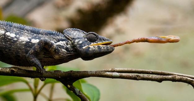 Il camaleonte è a caccia di insetti. Camaleonte dalla lingua lunga. Madagascar.