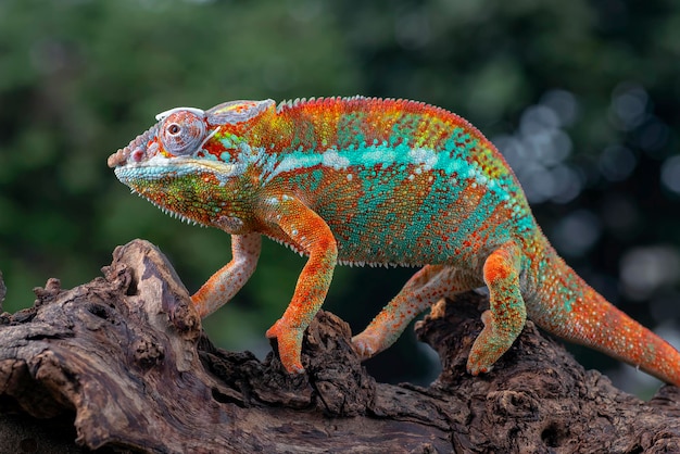 Il camaleonte pantera (Furcifer pardalis) su un ramo di un albero