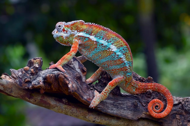 Il camaleonte pantera (Furcifer pardalis) su un ramo di un albero