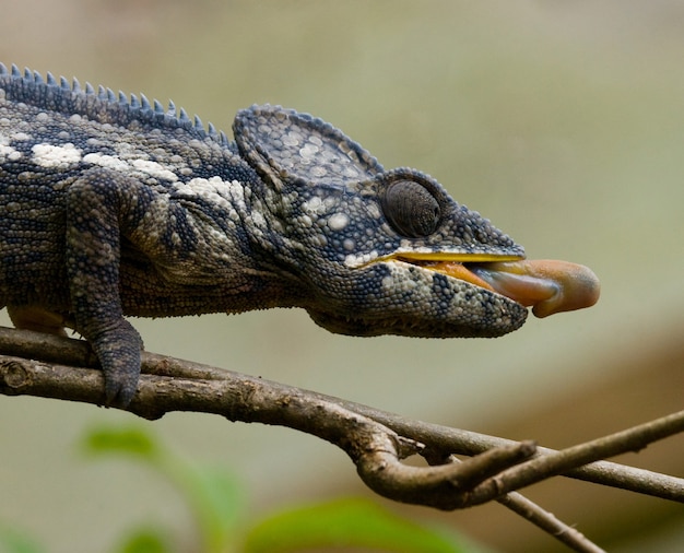 Il camaleonte sta mangiando l'insetto. Avvicinamento. Madagascar.