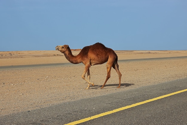 Il cammello nel deserto, Arabia Saudita