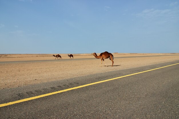 Il cammello nel deserto