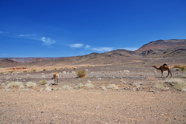 Il cammello sulla strada nelle montagne dell'Arabia Saudita