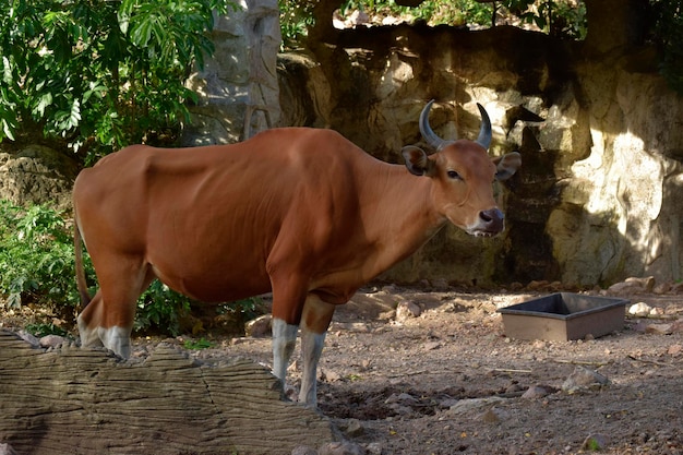 Il camoscio sta camminando nello zoo