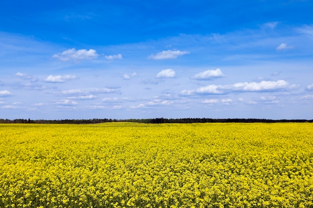 Il campo agricolo, che fiorisce colza gialla. stagione primaverile