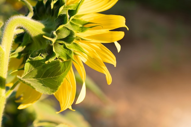 Il campo agricolo del girasole sembra bello