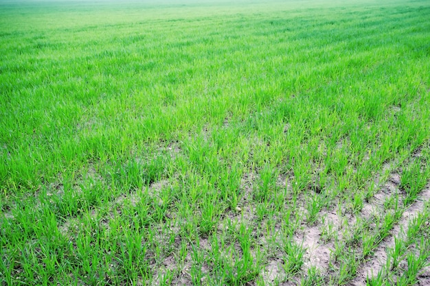 Il campo agricolo o seminativo con germogli verdi di agricolture di nuovo raccolto