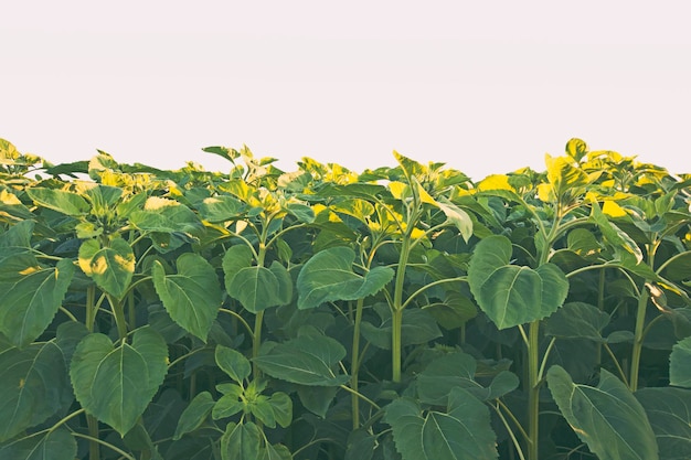 Il campo con la giovane pianta di girasole