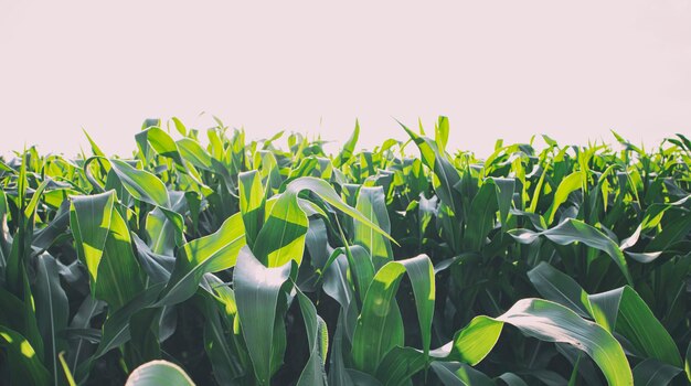 Il campo con piante di mais in crescita